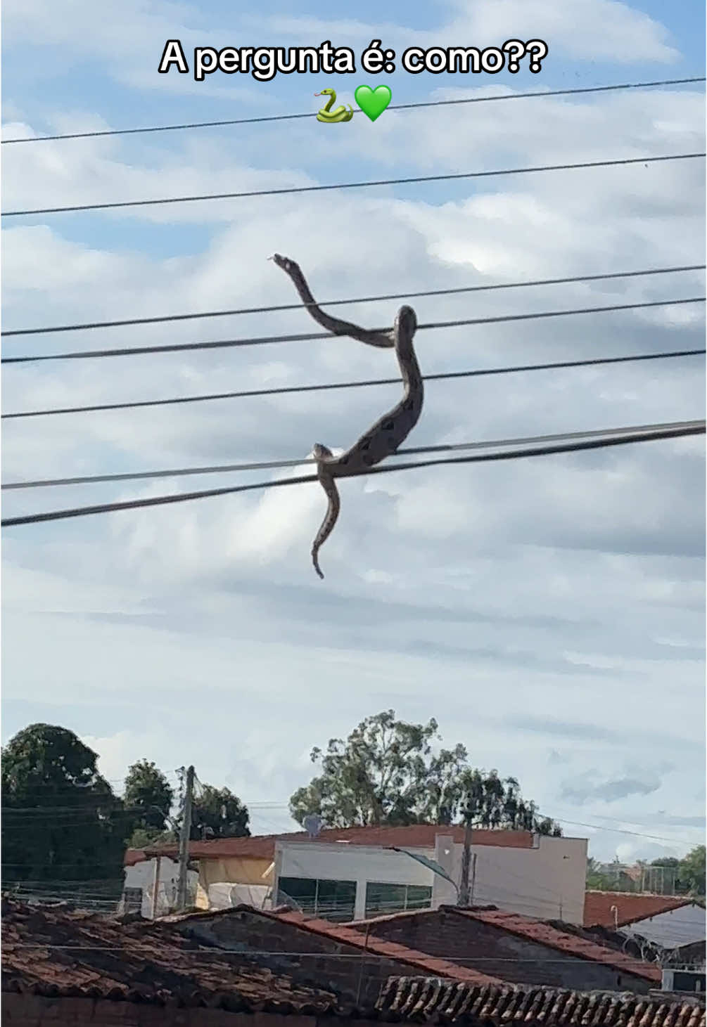 Acordei com essa visita no fio da energia 🤣🐍 #fy #fyp #cobra #snake #agro #animal #animalsoftiktok 