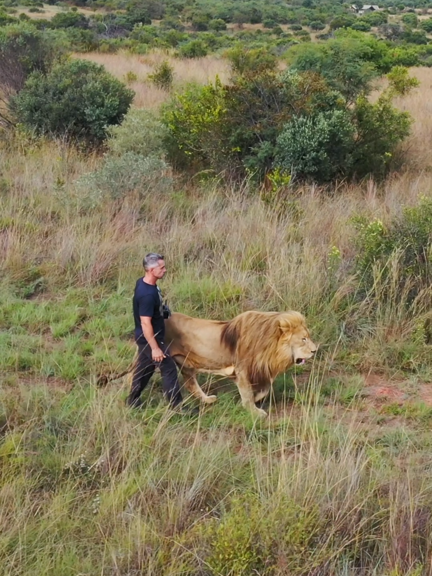 Relaxing Walk with a LION in the Bush. #nature #catsoftiktok #lion #lionking #heartwarming #lionwhisperer #animal