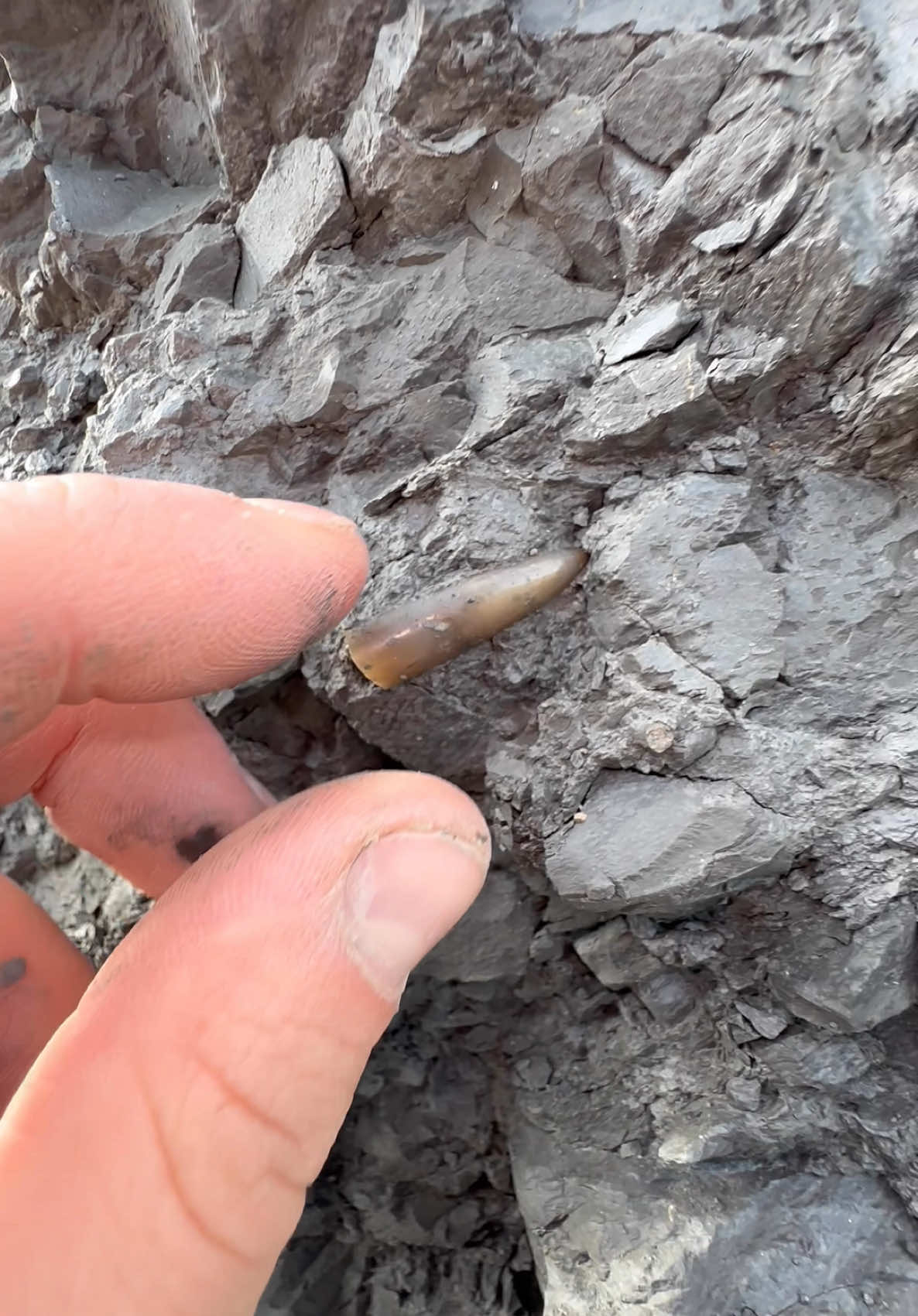 We came across a fresh mud LANDSLIDE! 🏝️ Amongst it, we found these fossils! 😍 These 100 Million Year Old Cretaceous specimens were so exciting to find, we are so pleased with them! 🌅  These are Belemnite fossils (Sqiid-like creatures) which we were lucky enough to find! 😍🦑 #natural #nature #fossil #fossils #ancient #animals #art #ammonite #ammonites #dinosaur #scientist  #minerals #paleontology #whitby #geologist #dorset #geology #charmouth #jurassic #yorkshire #fyp