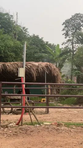 Hết 1 tuần ở Ninh Bình về lại đại bản doanh.#clbkyxavn #cuoinguabancung #ridinghorses #giaitri #xuhuong 