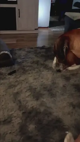 Boxer shenanigans with his treats 🤣🤣