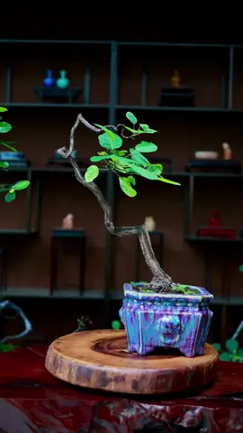 Hoàng Lô già rừng. Đế củ,co ngắt tự nhiên. Bác nào quan tâm ib #cây_hoàng_lô 