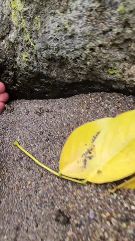Se cansó de esta vida, RIP el sapito!!!😔😔 . . . . . #fyp #foryou #funnyanimals #cutefrog #tinyrana #funnyvideo #animalsoftiktok #cutemoments #frogsoftiktok #adorable #animalvideos #tiktoknature #jumpingfrog #viralanimals #trendingvideo #animalhumor #funnytiktok #froglife #wildlifemoments #frogtok 