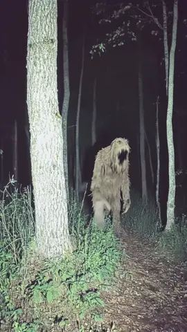the woods has many mysteries. | #mysterious #creature #4K #camerafootage #whatisthat #scary #weird 