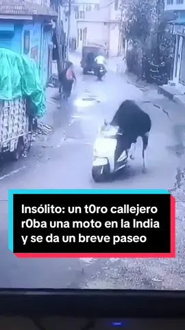 🐂 Las cámaras de vigilancia de una calle en la India graban cómo un toro se monta con las patas delanteras en una moto y 
