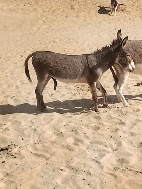 #horsesoftiktok #donkeys #viraltiktok #donkeysanctuary #foryou #animalsoftiktok #horse #donkey 