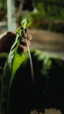 In Viñales, Cuba, the process of drying and collecting tobacco leaves is a deeply rooted tradition, carried out with care and precision. After the tobacco plants are harvested by hand, the leaves are hung in large wooden drying houses called casas de tabaco, where they undergo a natural curing process for several weeks. This drying process is crucial, as it allows the leaves to develop their flavor and texture. Women in the community play a vital role in the next stage, carefully selecting and organizing the cured leaves by size, color, and quality. They skillfully tie the leaves into bundles and store them in controlled environments to ferment and age, enhancing their aroma and smoothness. Throughout the season, families work together on the farms, preparing the land, maintaining the crops, and timing the harvest precisely to ensure the highest quality leaves. This labor-intensive process reflects a blend of tradition, craftsmanship, and community effort, all aimed at producing some of the finest cigars in the world. • • • #DocumentaryPhotography #StreetPhotography #TravelDocumentary #VisualStorytelling #HumanStories #PhotographyReels #OnAssignment #PhotoDocumentary #ReportagePhotography #EverydayCuba #Fujifilm #FujifilmXSeries #FujifilmXT4 #ShotOnFujifilm #MyFujifilm #FujiLove #FujifilmStreet #FujifilmGlobal #FujiColors #fujifilmphotowalk #Viñales #ViñalesCuba #CubaPhotography #CubaDocumentary #CubaReels #DiscoverCuba #cubatravel 