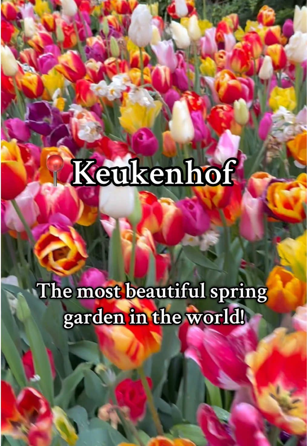 The most beautiful spring garden in the world!🌷 📍Keukenhof  📆 until 11 May 🕗 8am to 7pm 🎟️ €20 (online) €25 (at door) #keukenhof #keukenhofgardens #flowers #tulips #tulipfestival #lisse #netherlands #amsterdam #holland #thingstodoinamsterdam #placetovisit #trip #tiktoktravel #fyp 