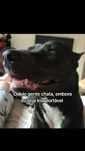 Dale Ravenão Stronda. Amoor da mamaaaae ❤️❤️ #explore #trend #pitbull #blacknose #amor #PET #babytiktok 