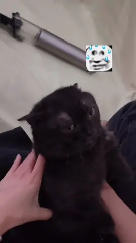 My black cat has a TRIGGER WORD…😾⚡#cat #blackcat #speed #naenae