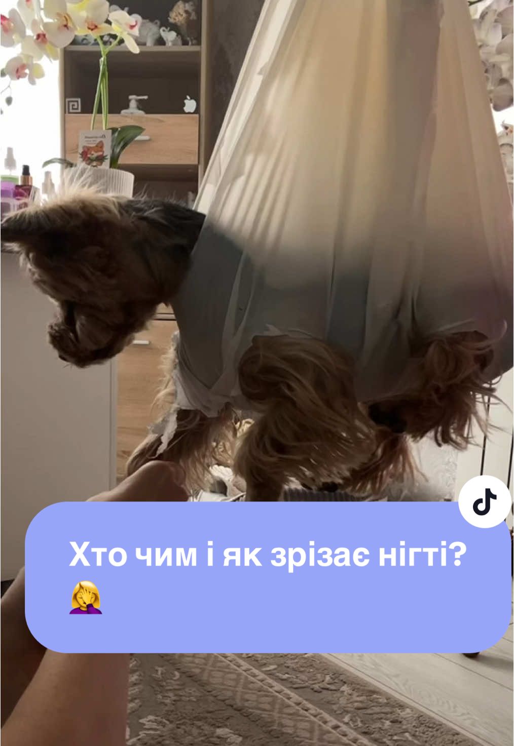 #кітісобака #йоркирулять #нігті #йоркимоялюбовь #собачки #йорикимажорики #dog #йоріки #відео 