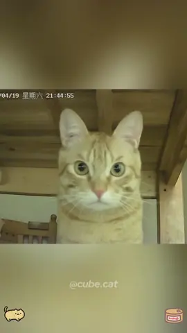 The monitored cat #cat #cats #usa 