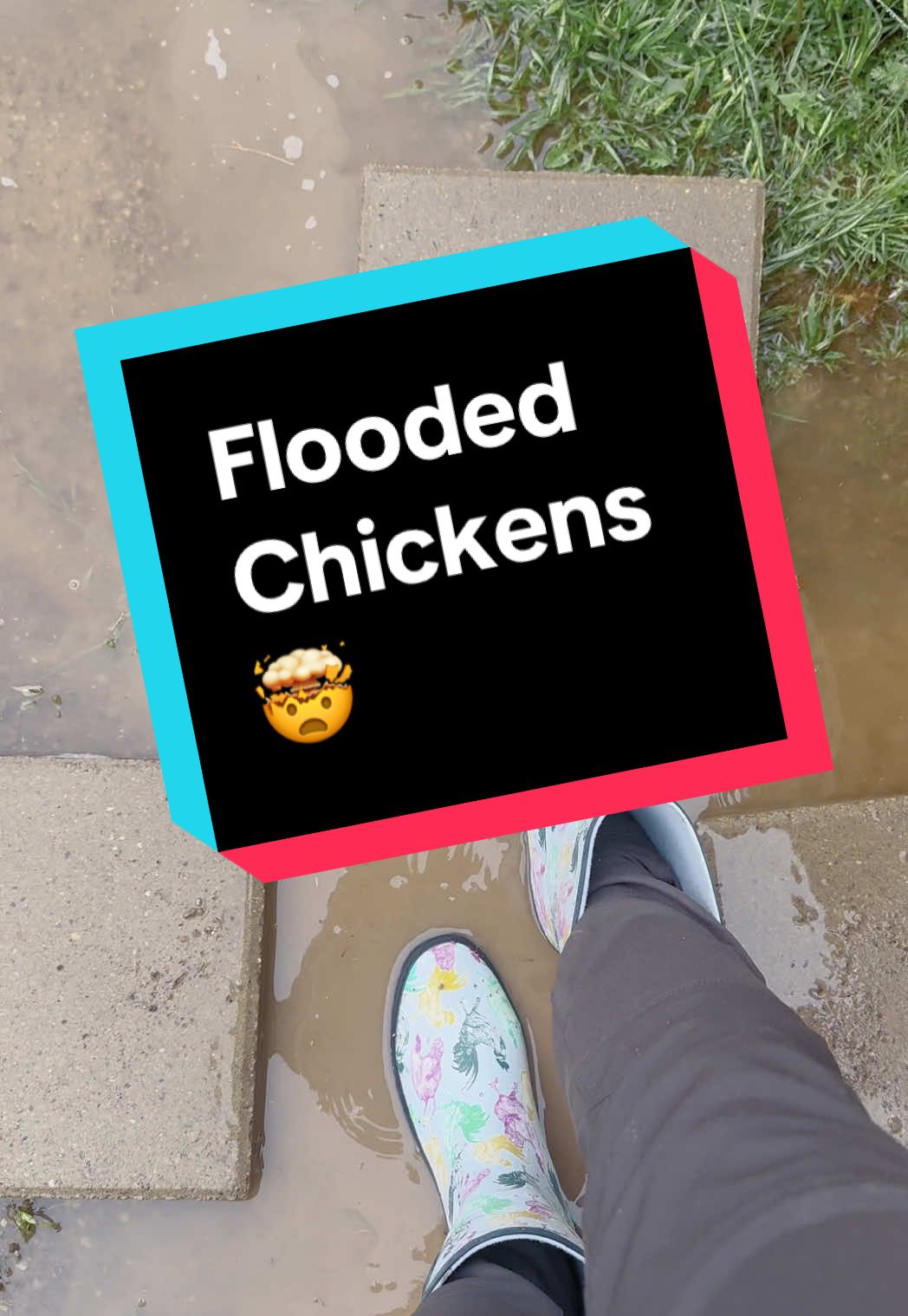 Chicken tender life 🐓 #chicken #tips #rain #chickens #problemsolved #advice #CapCut #trending #relatable #fyp 
