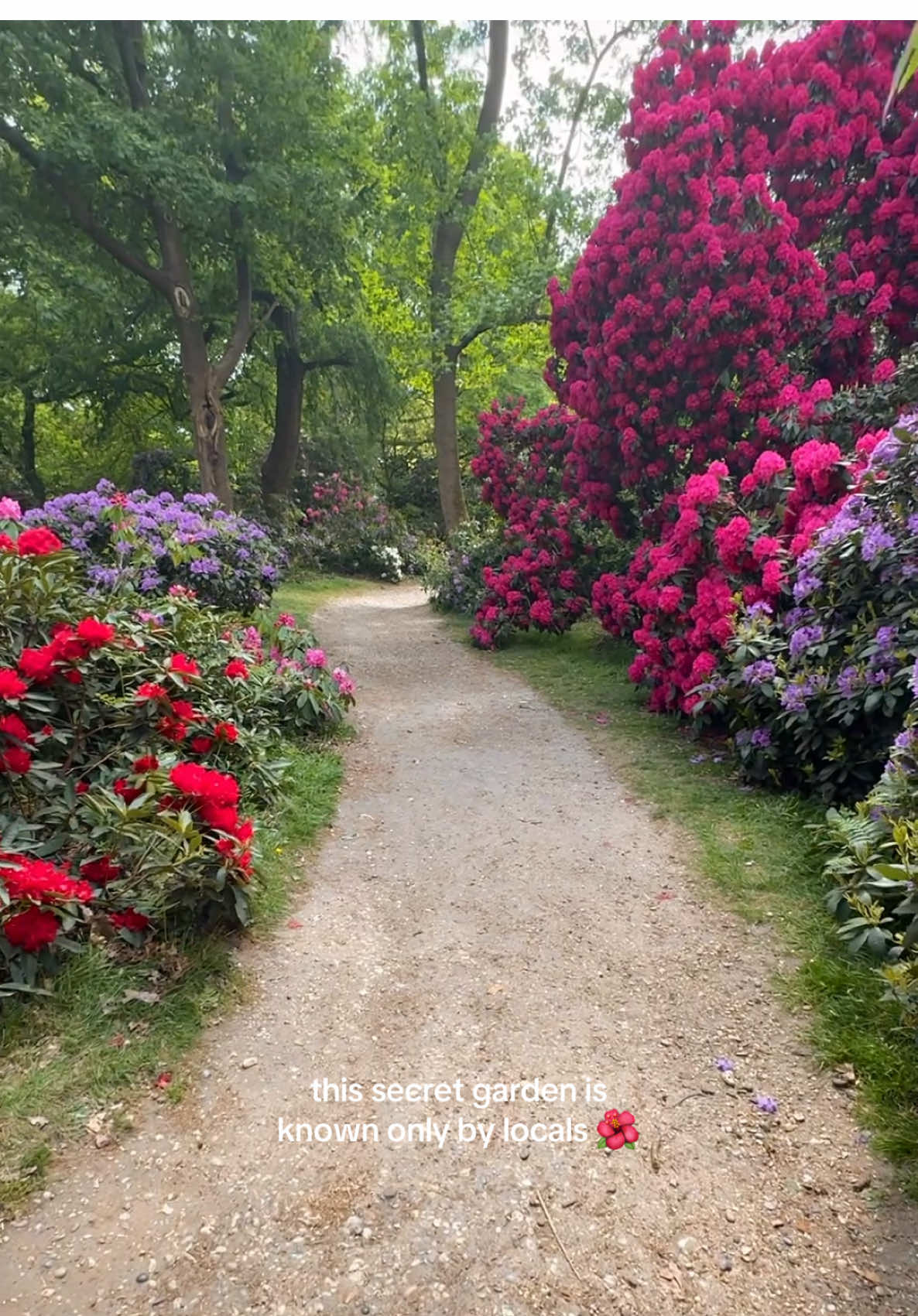 Hidden in plain sight - the Rhododendron & Azalea Walk at Cannizaro Park. A springtime secret worth finding. 📍Cannizaro Park, Wimbledon #my_ldn  #wimbeldonvillage #cannizaropark #rhododendron #azalea #azaleapark #springinlondon #londoninbloom #visitlondon #londonparks #swlondon