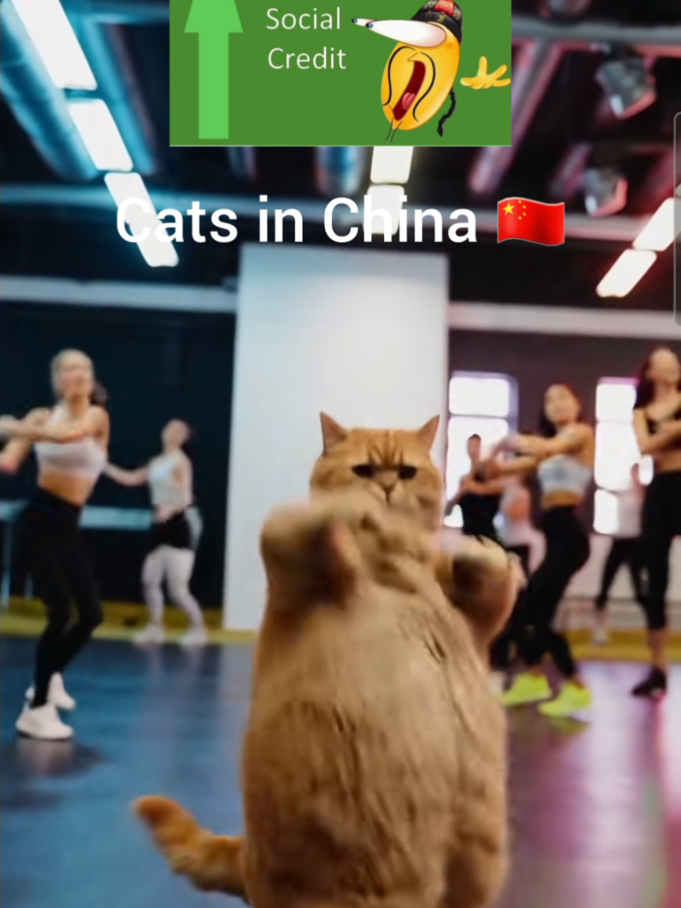 Cats in China 🇨🇳😺 #China #Cats #fanny #socialcredit