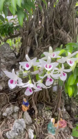 #CapCut #tuổithơ #câycảnh #lanđộtbiến 