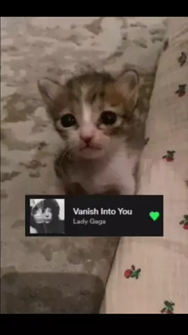 #ladygaga #ladygagacopacabana #gatos #vanishintoyou #vanishintoyougaga #gatostristes #trends 