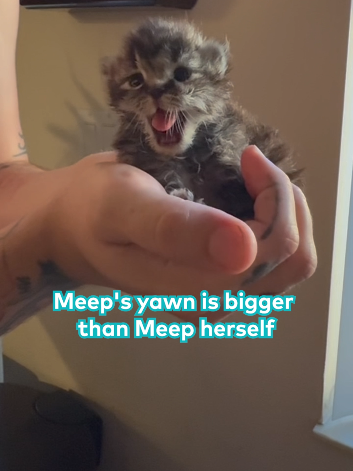 My rescue kitten Meep stretching and yawning after being fed. This kitten was saved from a tow yard and is very small. She is thriving in my care and is absolutely adorable. via Vincent McDaniel, licensed by ViralHog