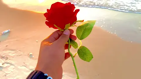 حبيبت قلبي الاولا ♥️#العريش وجمالها ♥️🚸#تصويري_احترافي_الاجواء👌🏻🕊😴 ♥️#اشهد_ان_لا_اله_الا_الله #اذكروا_الله_يذكركم #جبراتت📮١6 #🥀 