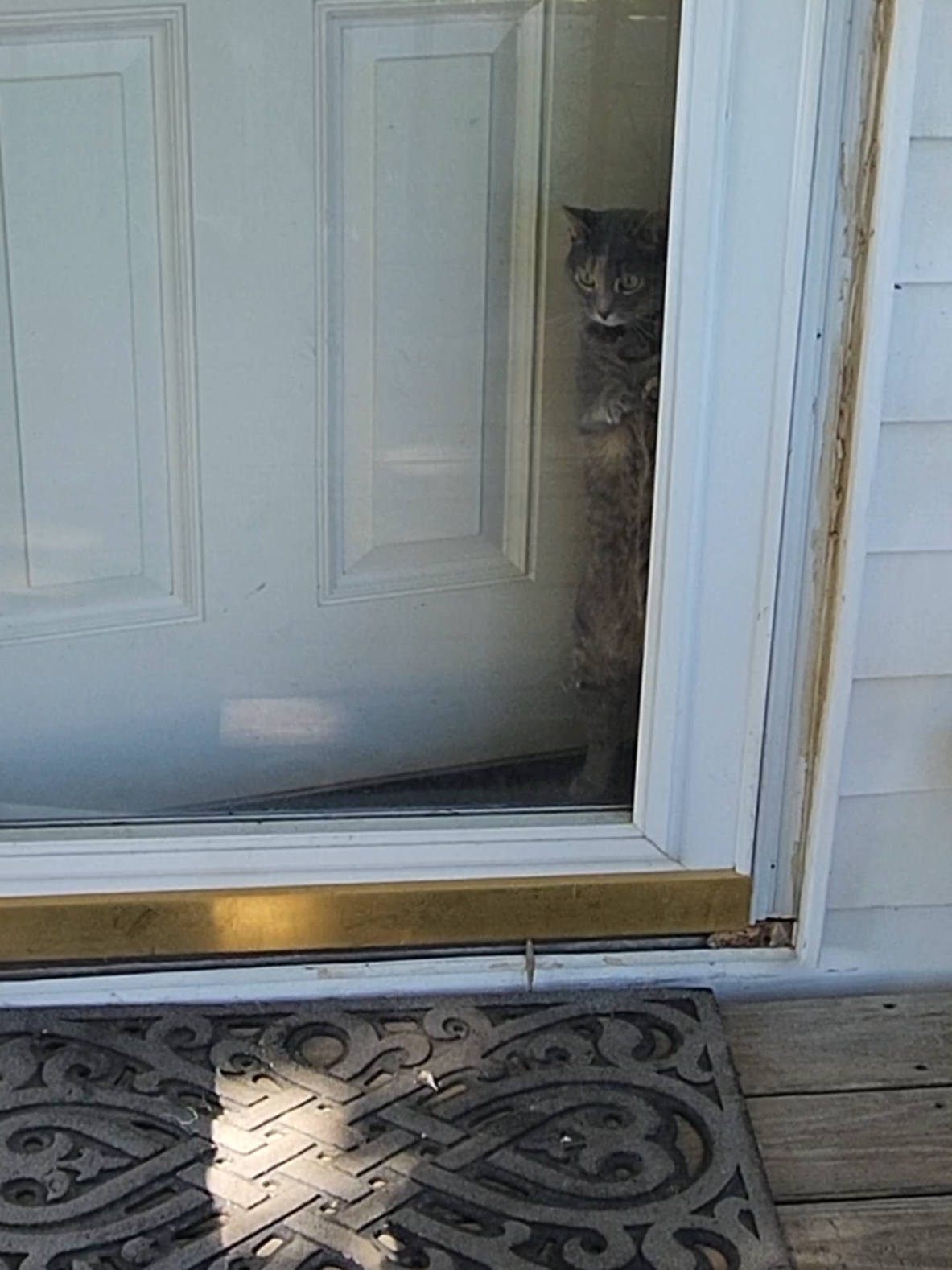 #fyp #catsoftiktok 