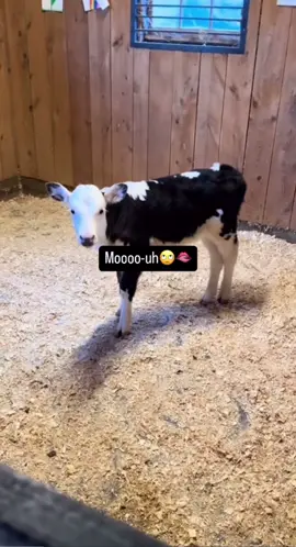 oh yes moo for me please . . . #cow #moo #fyp #cute #zesty #cuteanimals #animals #zestyah #cows #gay #Pride 