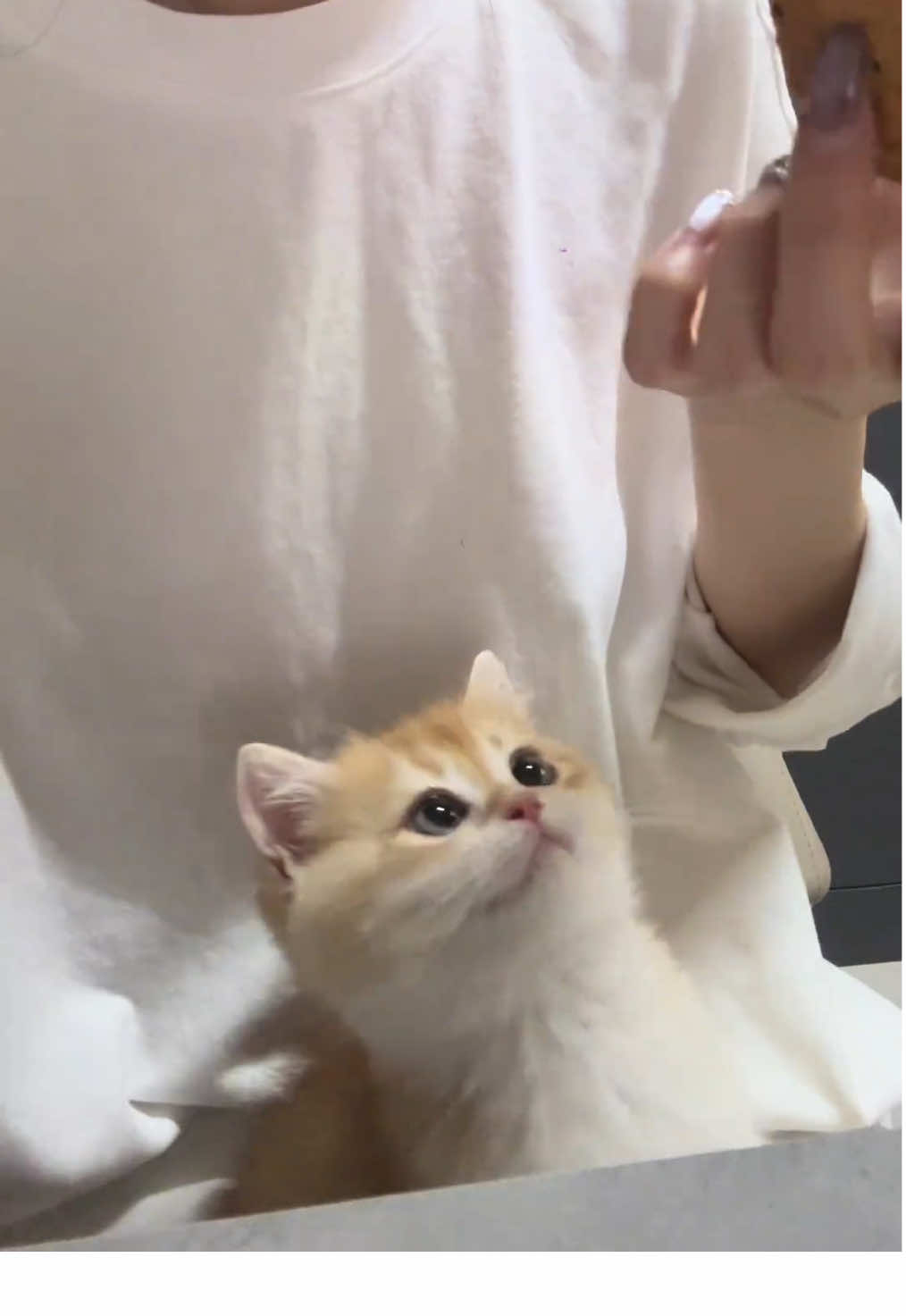 It's time for breakfast.#cutecat #pet #kucing #kitty 