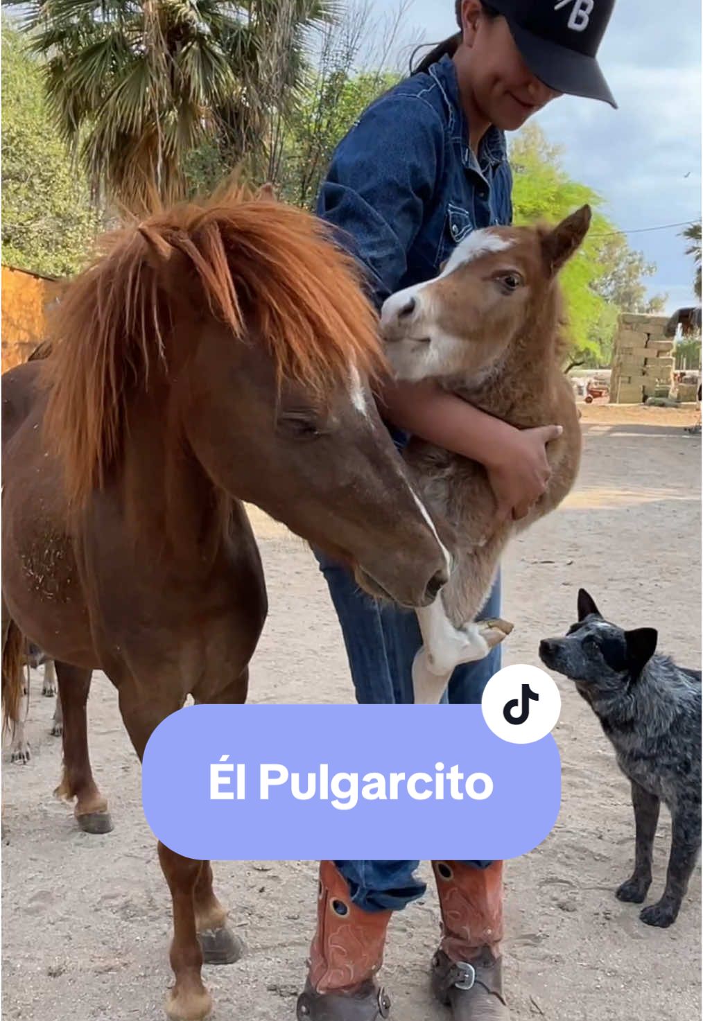La llegada de El Pulgarcito #ranchoelpokar @Leylan Barajas 