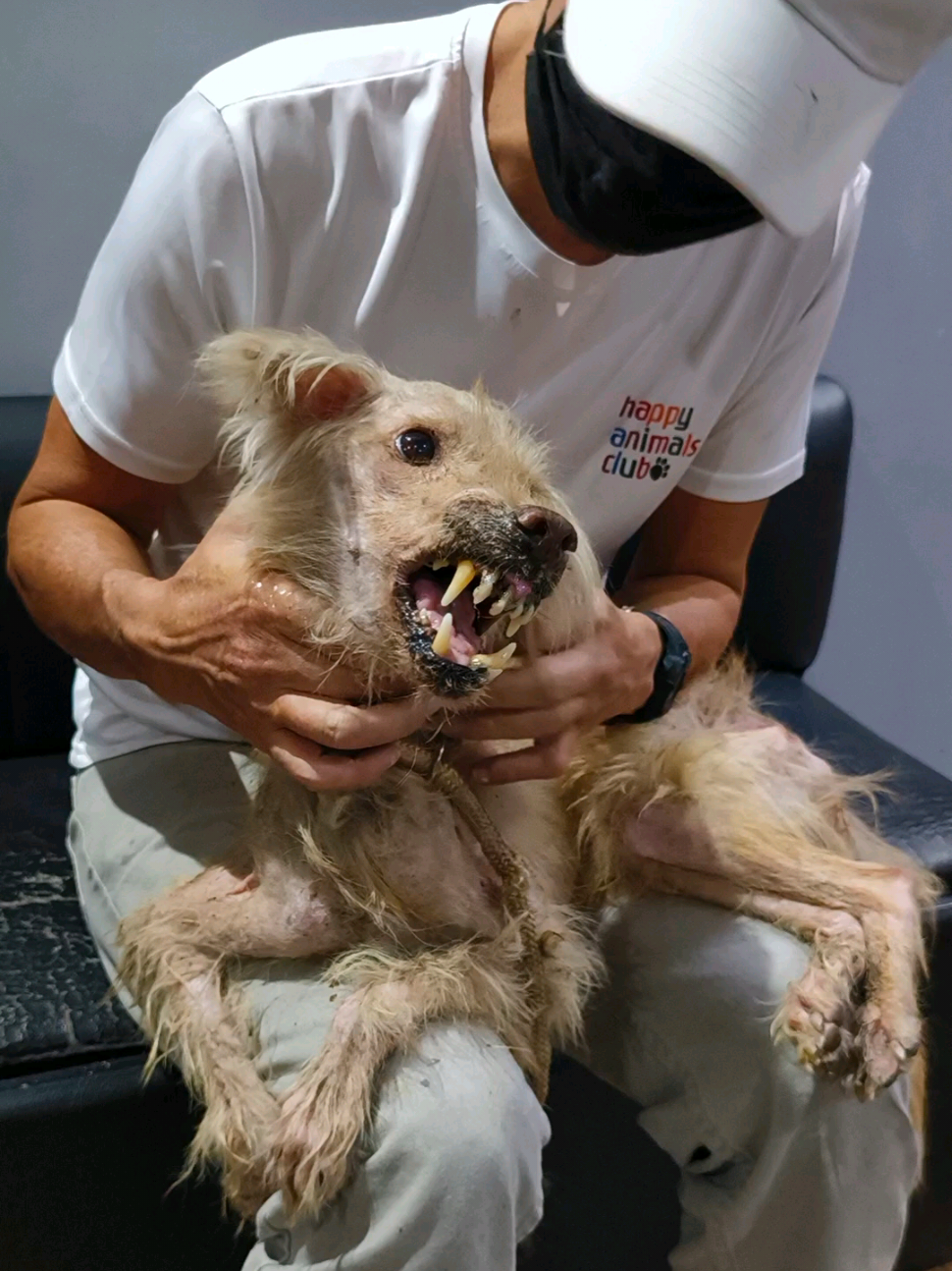 We rescued a dog and named him Giant. Gcash 09944840261 