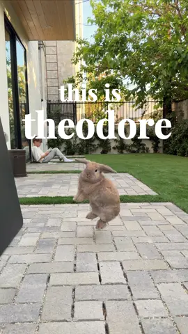 King theo #dayinmylife #Lifestyle #bunnytok #PetsOfTikTok #pet #rabbit #bunny #bunnytiktok 