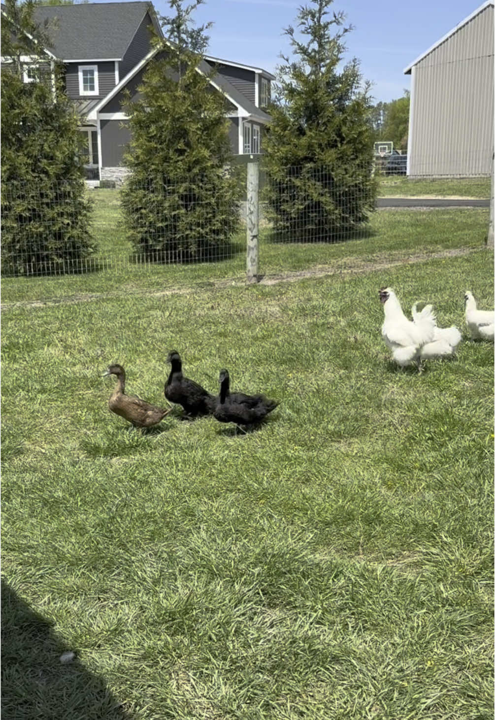 If anyone needs me I'm here 😅 🐓🐐
