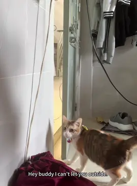 Cat’s reaction after opening the door.🥰🤣🤣 #cat #cats #cute #fyp #catlover #cutecat 