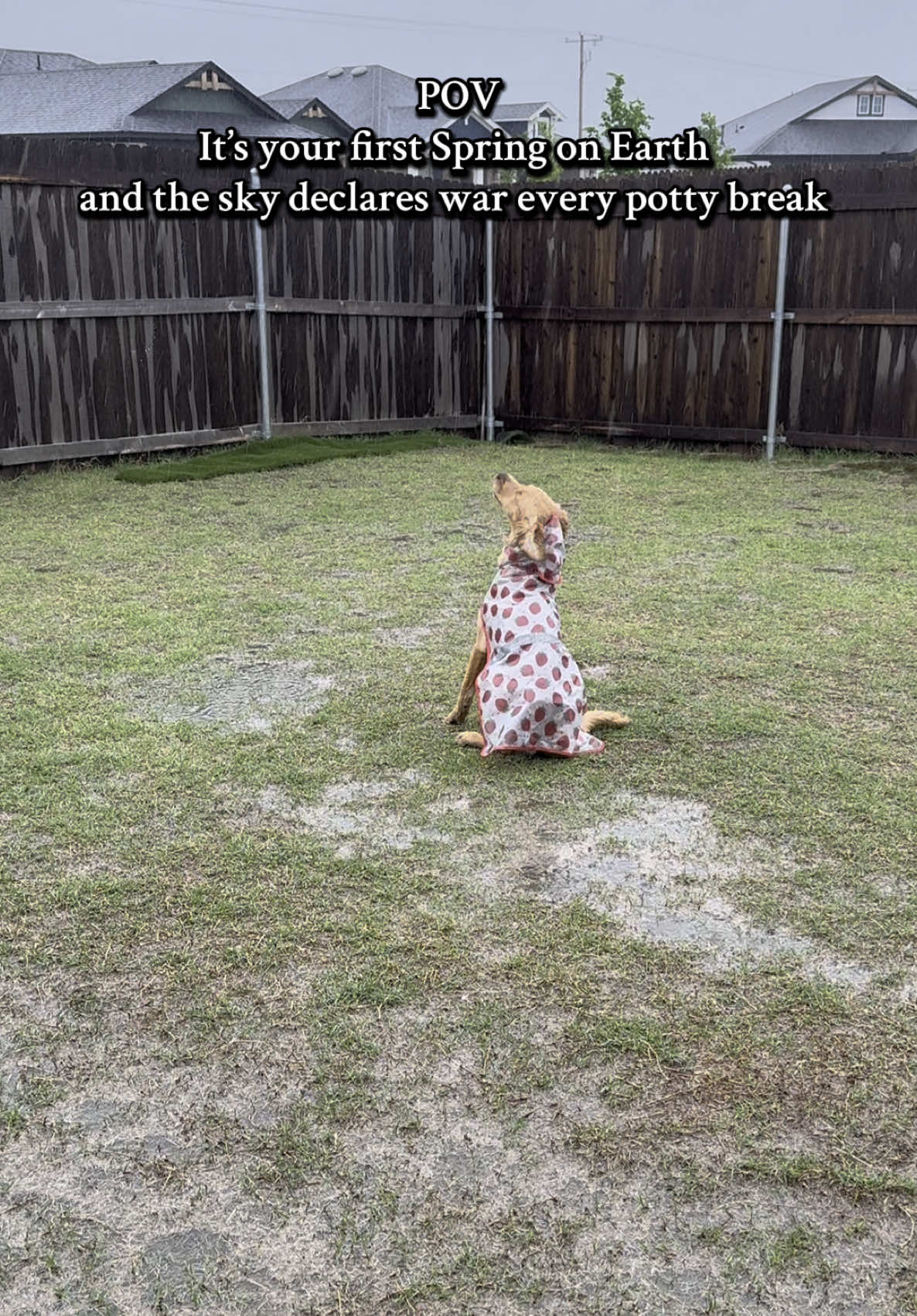 Rain 1 - Izzy 0 #dogtok #dogsoftiktok #goldenretriever #goldenretriever #puppytiktok #goldenpuppy #retrieversoftiktok 