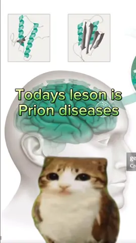 Replying to @wlven todays lesson is on prion diseases. Btw Happy birthday to sigmund freud  #science #stem #psychology #neuroscience #chemistry #biology #university #college #meowl