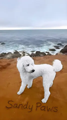 Just a moment by the sea—simple and golden.  #SandyPaws #beachdog #dogloop #dogsoftiktok #coastaldog #4secondvideo #calmcontent #PetsOfTikTok