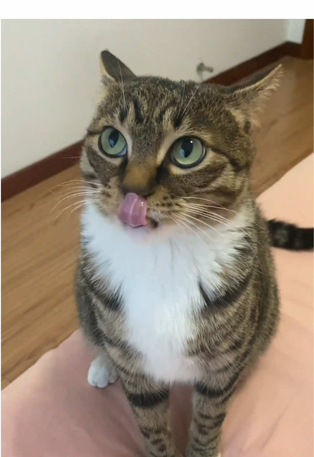 Does it look like your girlfriend when she's angry?#cutecat #pet #kucing #kitty 