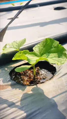 Melakukan Penyiram melon rutin setiap pagi menggunakan irigasi selang drip ukuran 3/4 dialirkan menggunakan selang piping 3.2 mm kesetiap lubang tanaman. #petani #riau #inhu #ktna #petanimilenial #budidayamelon #petaniindonesia🇮🇩🇮🇩🇮🇩🌿🌿 #CapCut #fypage #fypage #foryou #fyp #melonmerlin #melonsakataglamor #melonredaroma 