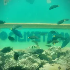 beautiful place ✨ #giliketapang #snorkeling #probolinggo #trending 