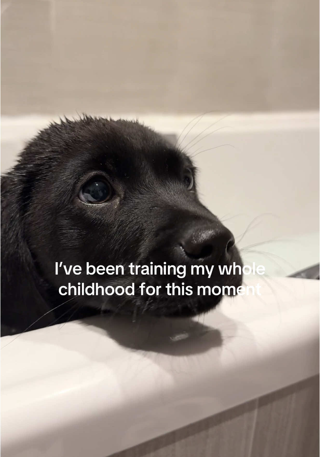 Washed every last soap sud! 🧼🐶 #labradorretriever #labradorpuppy #puppylife #guinnessthedog #guinnessthelabrador #blacklabrador #blacklab #blacklabsoftiktok #dogsoftiktok #nintendogs #guinnessandgoose  
