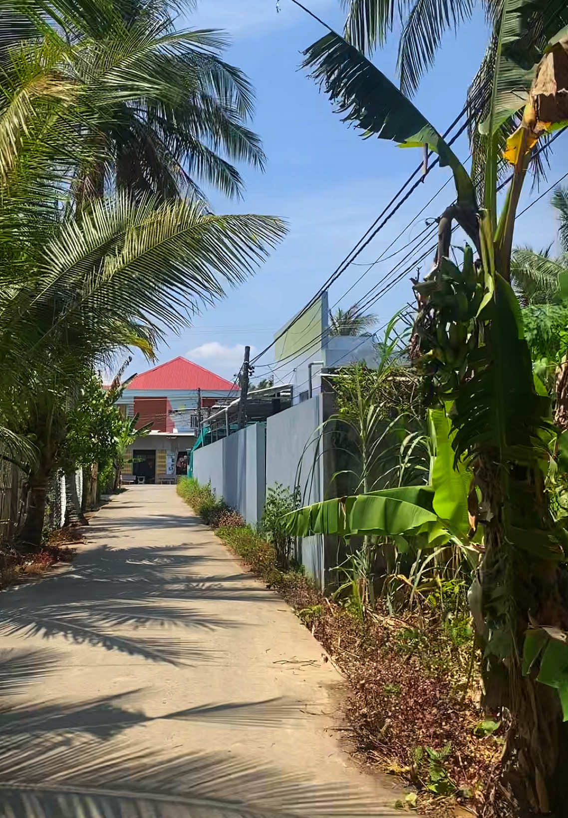 Xin chào 🤗 #71bentre_xinchao🌴 #bentre71🌴🥥 #xuhuongtiktok 