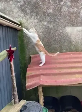 Just a small mistake🙄#fyp #funny #cat #pet #cats #funnycat #funnytiktok 