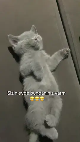 Bal cücem 🍯 #tiktok #gününvideosu #akım #viral #youtube #short #cutebaby #catsoftiktok #cat #catlover #kitten #kittensoftiktok #scottishtiktok #british #