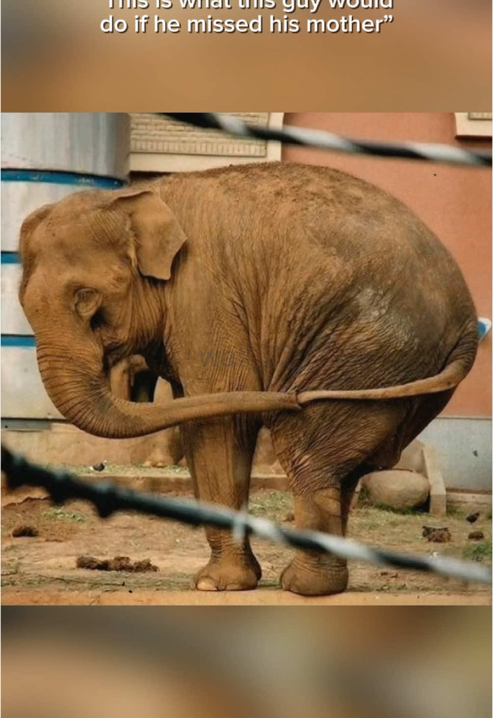 I miss my mother 🥹 #sadvibes #sad #sadstory #animals #animal  #fyp #elephant