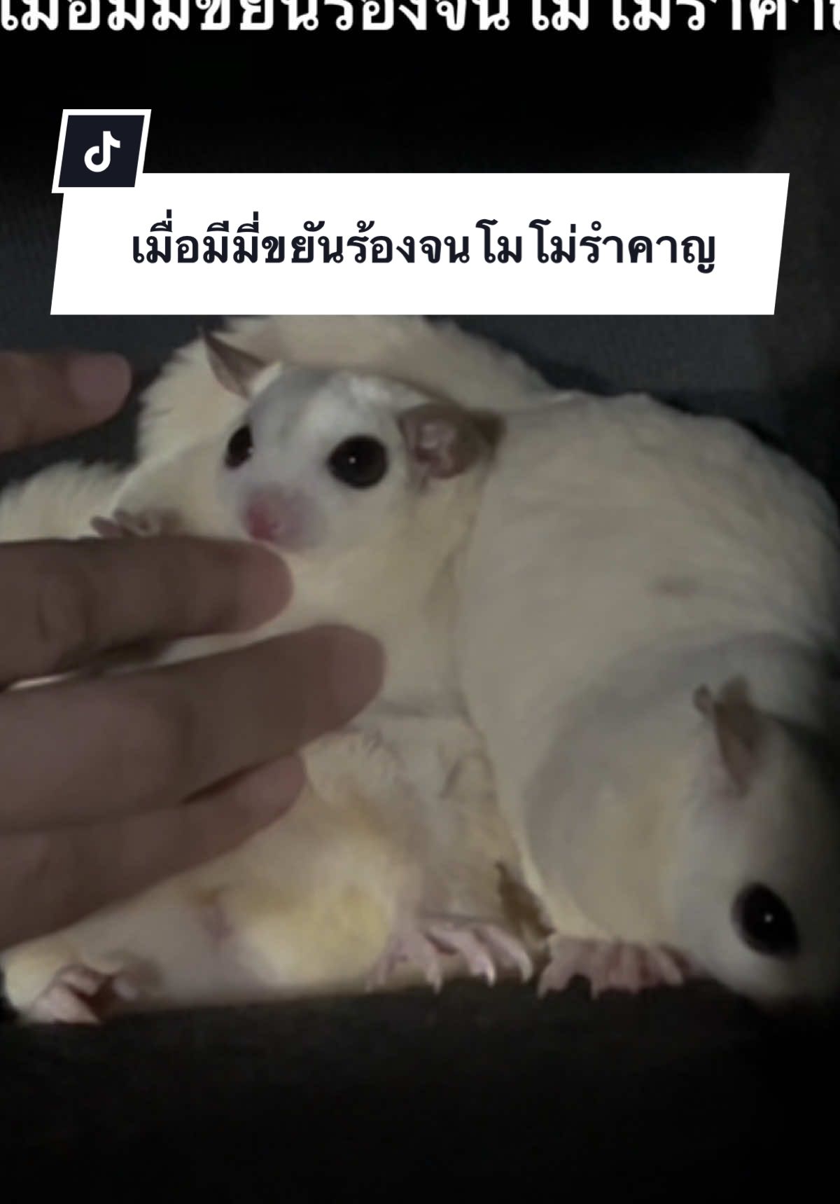 เป็นพี่น้องกันต้องรักกันนะลูก😭 #โม่มี่ชูก้าเทวดา #ชูก้าไกรเดอร์ตลก #ชูก้าไกรเดอร์ #ชูการ์ไรเดอร์ #ชูการ์ไกลเดอร์ #sugarglideroftiktok #sugarglider #สัตว์เลี้ยงน่ารัก #สัตว์เลี้ยงtiktok 