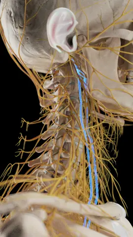 The vagus nerve does more than you might think. It runs from the brainstem to the abdomen — slowing your heart rate, helping you digest food, and even controlling your voice. It’s your body’s main parasympathetic nerve, helping you rest, recover, and stay balanced. This animation shows the vagus nerve in motion. Based on SciePro’s 3D anatomy model. Available for B2B licensing — link in bio. #science #medical #meded #3d #3dmodel #zbrush #sciart #medart #medstudent #anatomy #animation #scicomm #med #vagusnerve #cranialnerves #gutbrainaxis