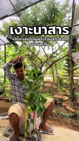 ต้นพันธุ์เงาะนาสาร ปีนี้ตั้งใจปลูกไม้ผลให้ได้อย่างละต้น🌳 #เงาะ #ต้นเงาะ #เงาะนาสาร #ต้นเงาะนาสาร #ต้นไม้ทาบกิ่ง #บ้านสวนเมต้า 