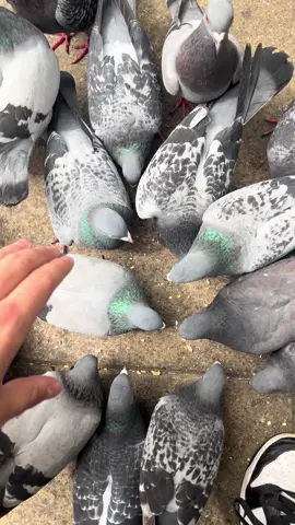 Pigeon grab #fyp #viral #popular #famous 