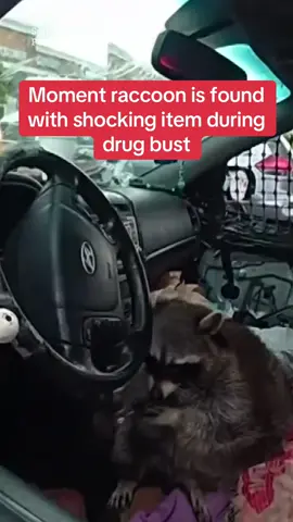 This is the moment police spotted a raccoon sitting with a shocking item in its mouth after pulling a woman over. #funny #fyp #crime #police 