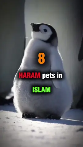 haram pets in islam#fyp #islam #islamic_video #viral_video #blowup? #haram #pets 