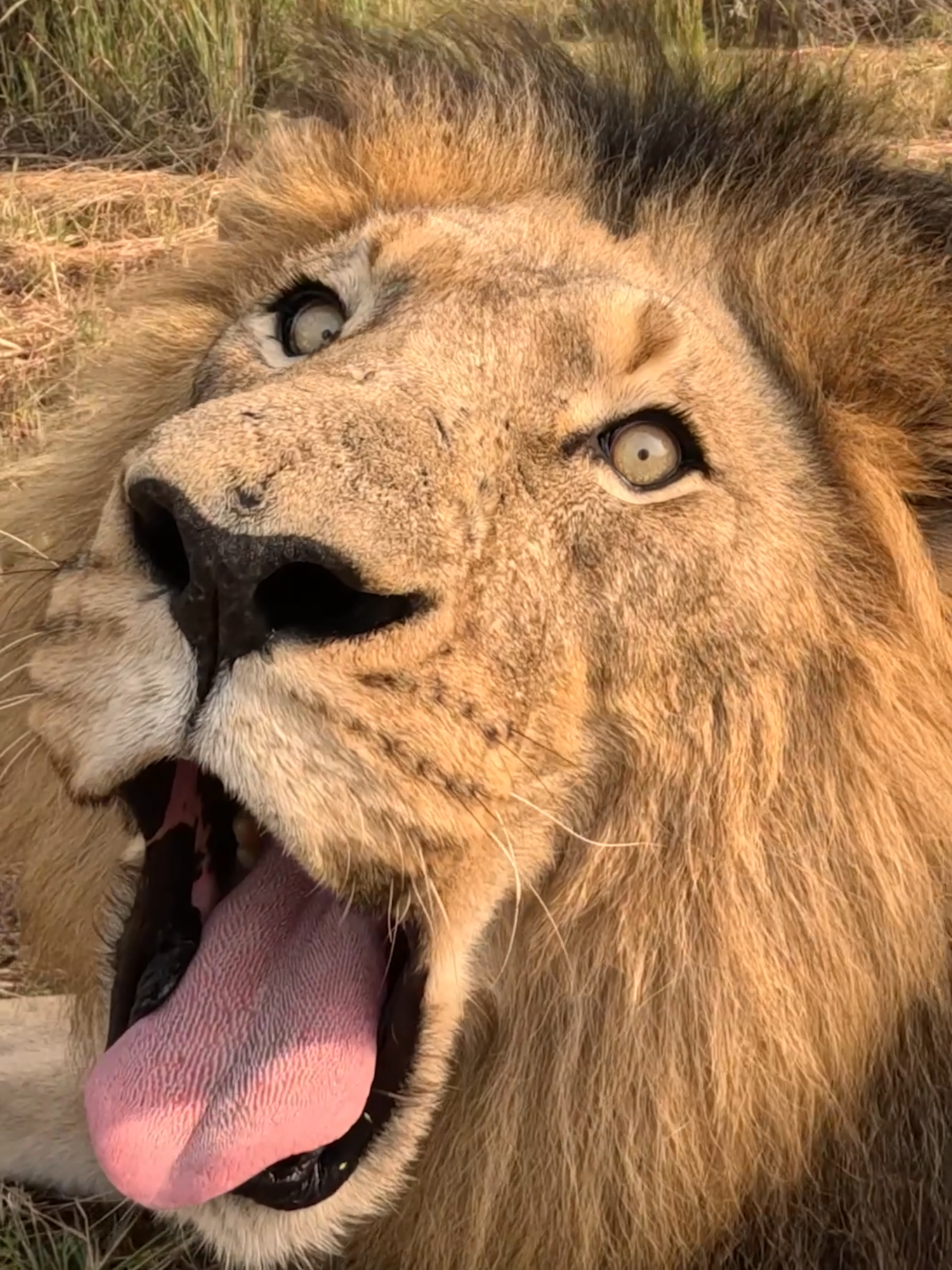 Naughty Lioness BITES Lion King's tail! #catsoftiktok #nature #animal #wildanimals #funny #lionking