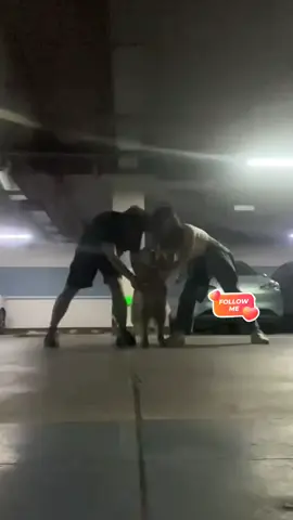 #dog #goldenretriever #dogsoftiktok 